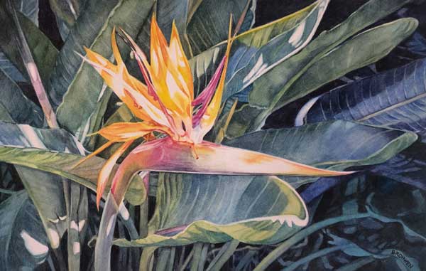 Bronwen Schalkwyk's STATELY STRELITZIA - watercolour by Bronwen Schalkwyk